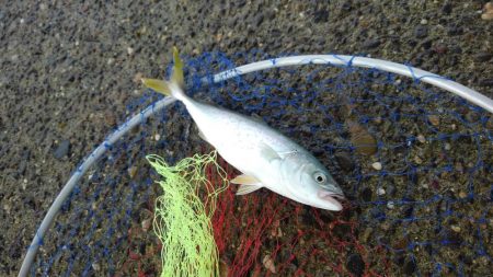 最近パッとしない遠州灘