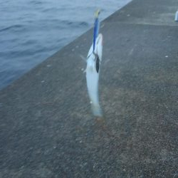 ツバスだらけ！