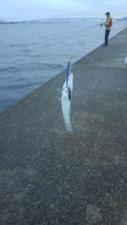 ツバスだらけ！