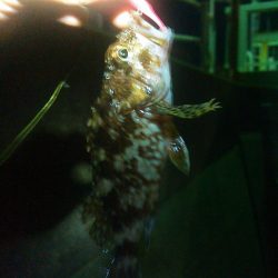 浜名湖 ライトゲーム