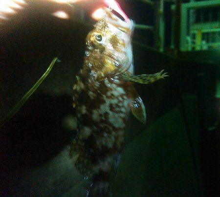 浜名湖 ライトゲーム