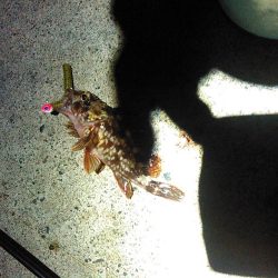 浜名湖 ライトゲーム