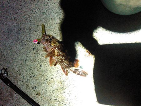 浜名湖 ライトゲーム