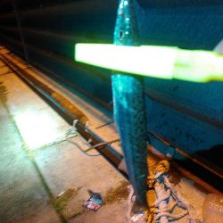 浜名湖 ライトゲーム