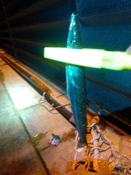 浜名湖 ライトゲーム