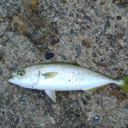 アジングに行ったのですが