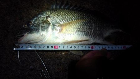 キビレ・モジャコ