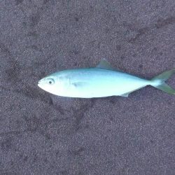 楽しい釣行でした