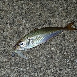 夢中になる豆アジング!