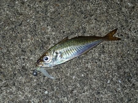 夢中になる豆アジング！