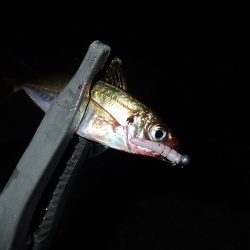 悶絶・やみつき・豆アジング！