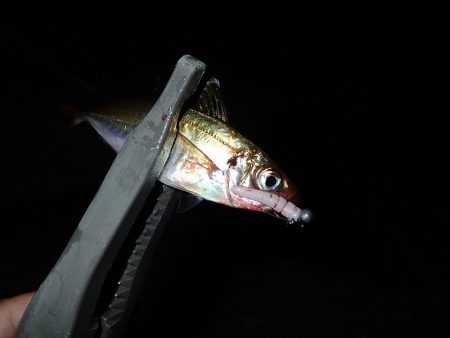 悶絶・やみつき・豆アジング！