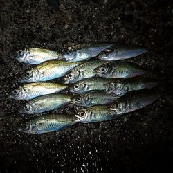 アジングのち豆アジング!