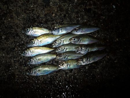 アジングのち豆アジング!