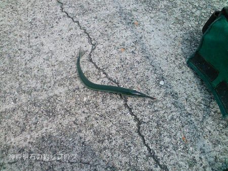 向かい風でサヨリ釣り