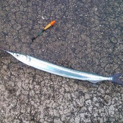 サヨリとクロダイ。