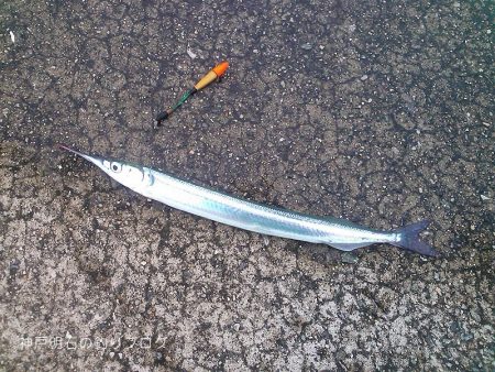 サヨリとクロダイ。