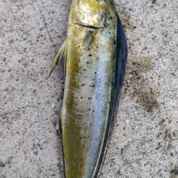 ペンペン(シイラ)