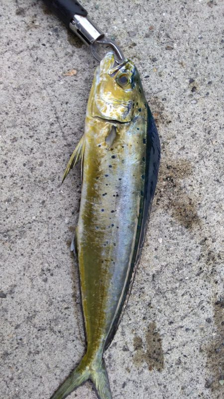 ペンペン(シイラ)