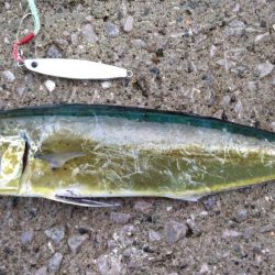 ヤズのちペンペン