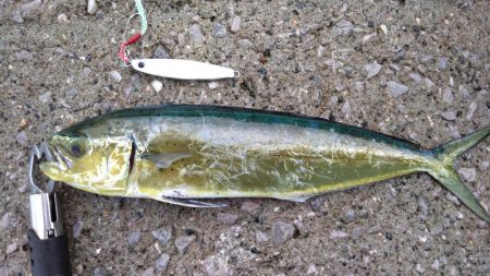 ヤズのちペンペン