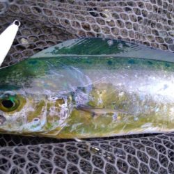 カマスのちペンペンシイラ