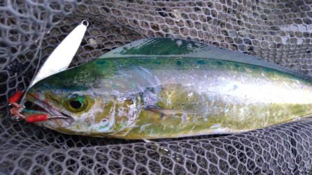 カマスのちペンペンシイラ