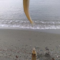 チョイ投げでシロギス