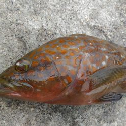 船釣りが出来なかったので舞鶴親海公園にて