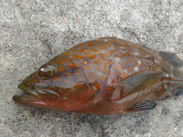 船釣りが出来なかったので舞鶴親海公園にて