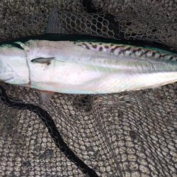 ショアジギ3目釣り