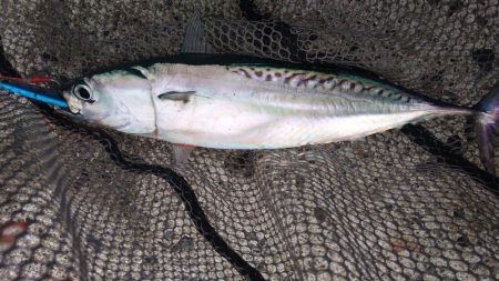 ショアジギ3目釣り