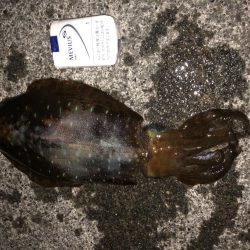 アオリイカまだまだ釣れてます