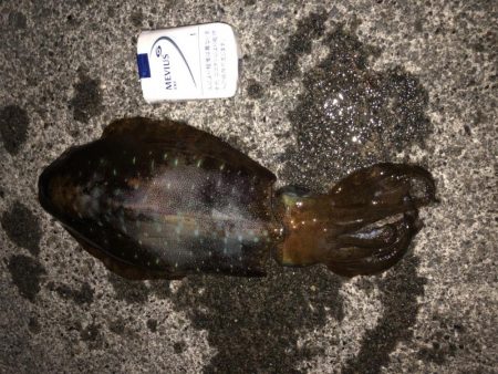 アオリイカまだまだ釣れてます