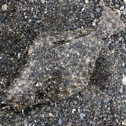 アオリイカまだまだ