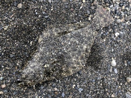 アオリイカまだまだ