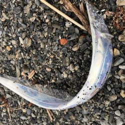 ヒラメ狙いで太刀魚