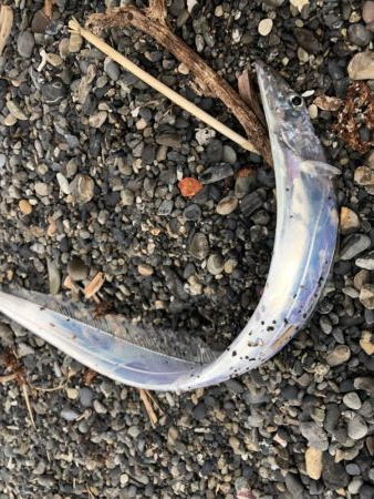 ヒラメ狙いで太刀魚