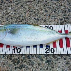 今年初青物！！