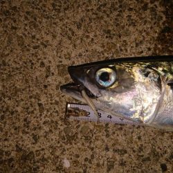 アジングからのサバゲー。