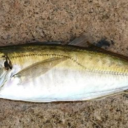 寝坊して昼から・・・