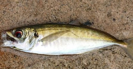 寝坊して昼から・・・