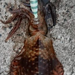 ヤル気満々イカ