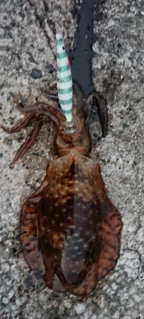 ヤル気満々イカ