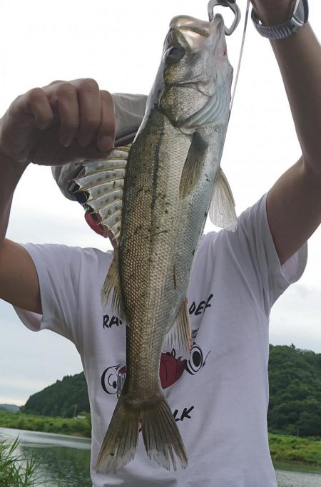 リバーシーバス