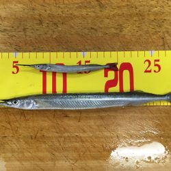 武庫川尻のサヨリ釣り開幕