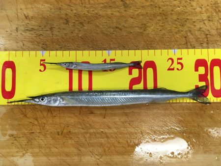 武庫川尻のサヨリ釣り開幕