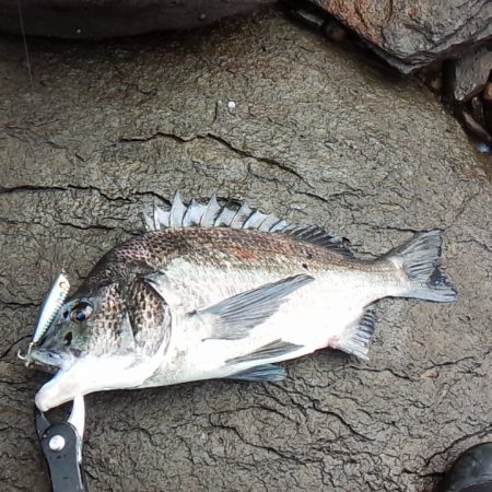 チヌ　トップ好調