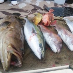 大物釣果速報！●光義丸：平戸市早福港