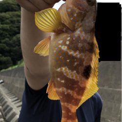 今年初のキジハタ